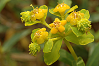 Euphorbia spinosa Euphorbia spinosa